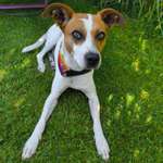 Sehr mäkeliger Hund-Beitrag-Bild