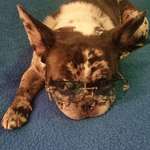 Ersteller:in Jojo Profilbild