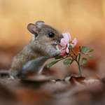 Ersteller:in Laetitia Profilbild