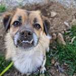 Freilauf nicht mehr ganz zuverlässig & anderes Verhalten mit Hundekumpel-Beitrag-Bild