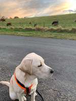 Hundeauslaufgebiet-Andrea-Hilse-Park-Bild