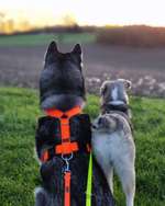 Professionelle Kamera für Hunde Fotografie-Beitrag-Bild