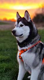 Professionelle Kamera für Hunde Fotografie-Beitrag-Bild