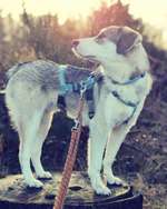 Professionelle Kamera für Hunde Fotografie-Beitrag-Bild