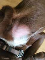 Haarausfall-Beitrag-Bild