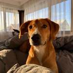 Ersteller:in Rosa Profilbild