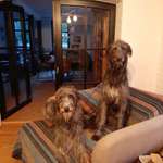 Deerhounds-Beitrag-Bild