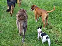 Hundeauslaufgebiet-Waldenburger Ring-Bild