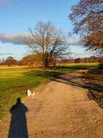 Hundeauslaufgebiet-Heuwiese Fronberg/Schwandorf-Bild