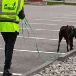 Mantrailing - wer hat damit Erfahrung ?-Beitrag-Bild