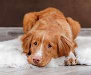 Fürsorglich oder übertriebene Panik?-Beitrag-Bild