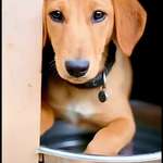 Ein Dorf nur für Hunde ❤️?-Beitrag-Bild