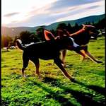 Ein Dorf nur für Hunde ❤️?-Beitrag-Bild