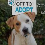 Hund adoptieren in der heutigen Zeit?-Beitrag-Bild