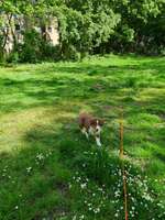 Hundeauslaufgebiet-Nombericher Platz-Bild