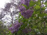 Hundeauslaufgebiet-Flugplatz Finow-Bild