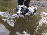 Hundeauslaufgebiet-Flugplatz Finow-Bild