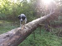 Hundeauslaufgebiet-Flugplatz Finow-Bild