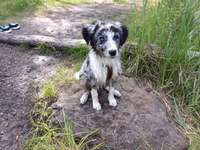 Hundeauslaufgebiet-Flugplatz Finow-Bild