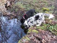 Hundeauslaufgebiet-Flugplatz Finow-Bild