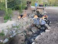 Hundeauslaufgebiet-Doghausen-Bild