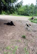 Hundeauslaufgebiet-Unser Hundegarten-Bild