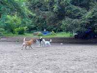 Hundeauslaufgebiet-Unser Hundegarten-Bild