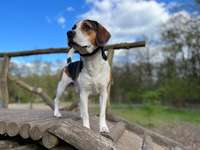 Hundeauslaufgebiet-Doghausen-Bild