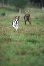 Hundeauslaufgebiet-Hundewiese im südlichen Bornekamp-Bild