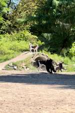Hundeauslaufgebiet-Unser Hundegarten-Bild