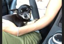 Suchmeldung-Chihuahua vermisst-Bild