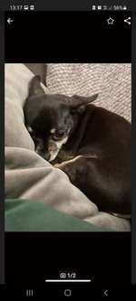 Suchmeldung-Chihuahua vermisst-Bild