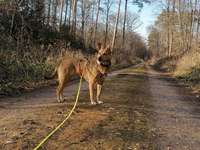 Suchmeldung-Leni-Bild