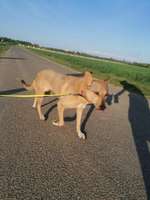 Suchmeldung-Leni-Bild