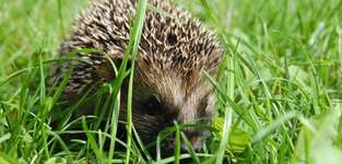 Hundeauslaufgebiet-Hundewiese Gleisdorf-Bild