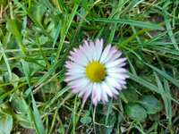 Hundeauslaufgebiet-Olbendorf-Bild