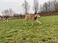 Russische Jagdhunde (Bracke) oder andere-Beitrag-Bild