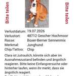 Suchmeldung-Clara-Bild