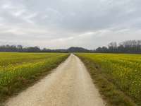 Hundeauslaufgebiet-Nähe Thalfinger Brücke-Bild