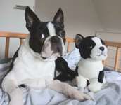 Suchmeldung-King-Bild