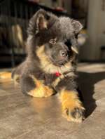 Eurasier-Beitrag-Bild