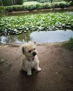 Gibt es im Forum Pudel-Terrier-Mix Hunde-Beitrag-Bild