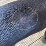 Haarausfall ohne Juckreiz-Beitrag-Bild