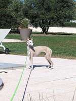 Whippet-Beitrag-Bild