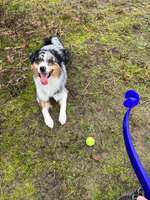 Hundesteuer Erhöhung in Schwielowsee-Beitrag-Bild