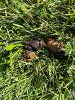 Grau/Schwarzer Kot-Beitrag-Bild