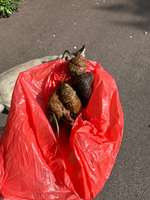 Grau/Schwarzer Kot-Beitrag-Bild