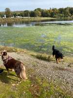 Hundeauslaufgebiet-Oeseteiche-Bild