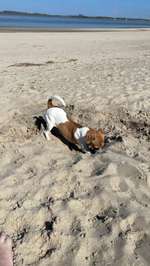 Hundeauslaufgebiet-Bassenfleeth Elbstrand-Bild