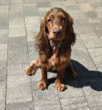 Suchmeldung-Elli-Bild